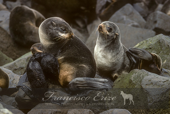 M13 Callorhinus ursinus – NORTHERN FUR SEAL