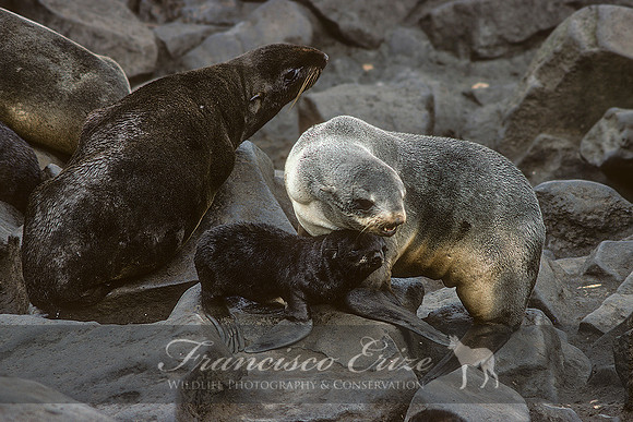 M13 Callorhinus ursinus – NORTHERN FUR SEAL