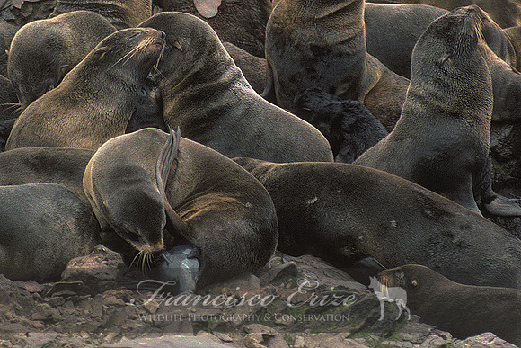M13 Callorhinus ursinus – NORTHERN FUR SEAL