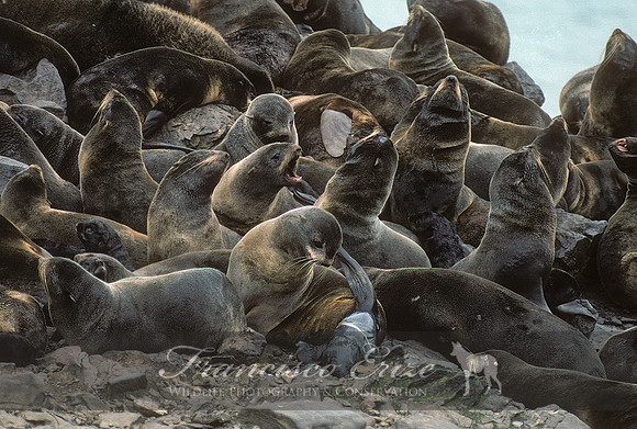 M13 Callorhinus ursinus – NORTHERN FUR SEAL