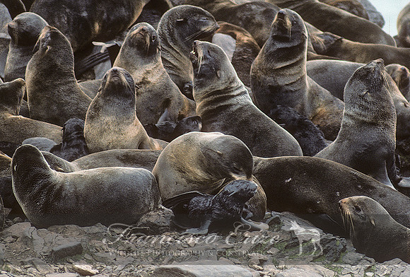 M13 Callorhinus ursinus – NORTHERN FUR SEAL