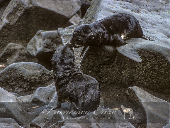 M13 Callorhinus ursinus – NORTHERN FUR SEAL
