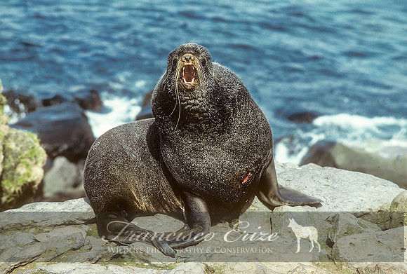 M13 Callorhinus ursinus – NORTHERN FUR SEAL