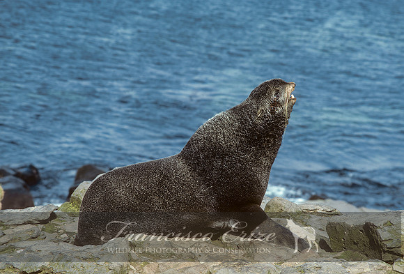 M13 Callorhinus ursinus – NORTHERN FUR SEAL