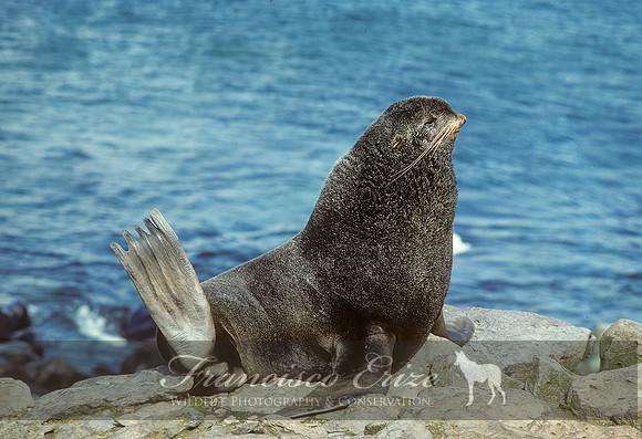 M13 Callorhinus ursinus – NORTHERN FUR SEAL