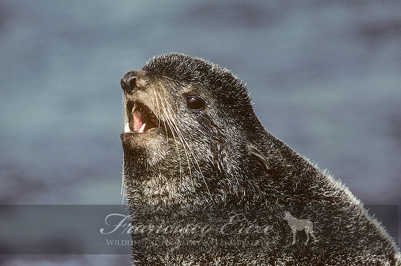 M13 Callorhinus ursinus – NORTHERN FUR SEAL