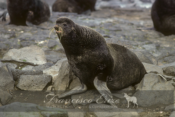 M13 Callorhinus ursinus – NORTHERN FUR SEAL