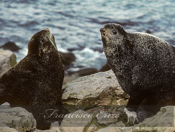 M13 Callorhinus ursinus – NORTHERN FUR SEAL