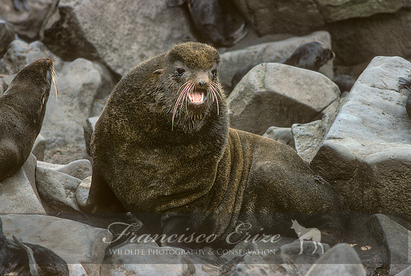 M13 Callorhinus ursinus – NORTHERN FUR SEAL
