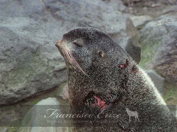 M13 Callorhinus ursinus – NORTHERN FUR SEAL