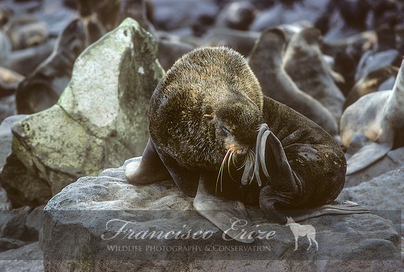 M13 Callorhinus ursinus – NORTHERN FUR SEAL