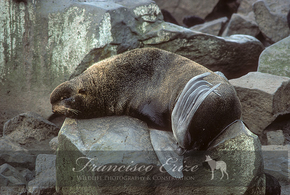 M13 Callorhinus ursinus – NORTHERN FUR SEAL