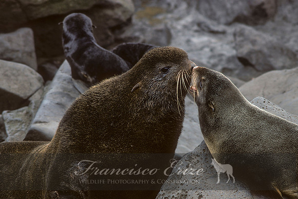 M13 Callorhinus ursinus – NORTHERN FUR SEAL