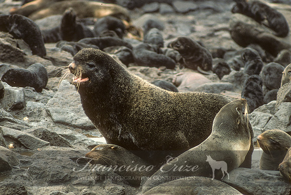 M13 Callorhinus ursinus – NORTHERN FUR SEAL