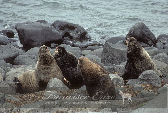 M13 Callorhinus ursinus – NORTHERN FUR SEAL