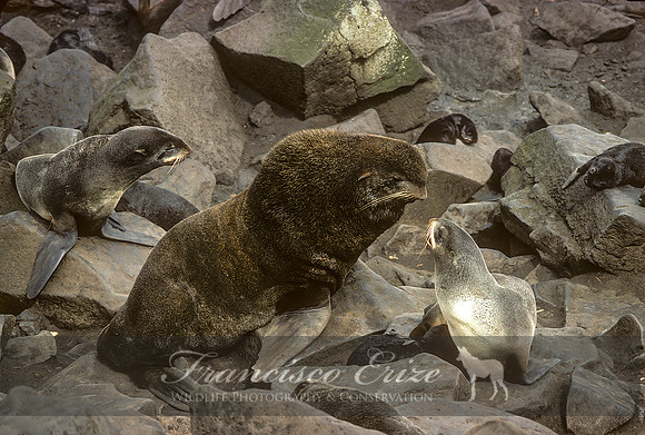 M13 Callorhinus ursinus – NORTHERN FUR SEAL