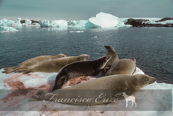 M15 Lobodon carcinophagus – CRABEATER’S SEAL