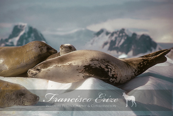 M15 Lobodon carcinophagus – CRABEATER’S SEAL