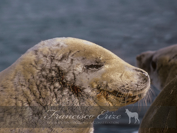 M15 Lobodon carcinophagus – CRABEATER’S SEAL