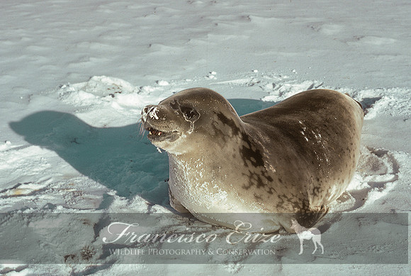 M15 Lobodon carcinophagus – CRABEATER’S SEAL