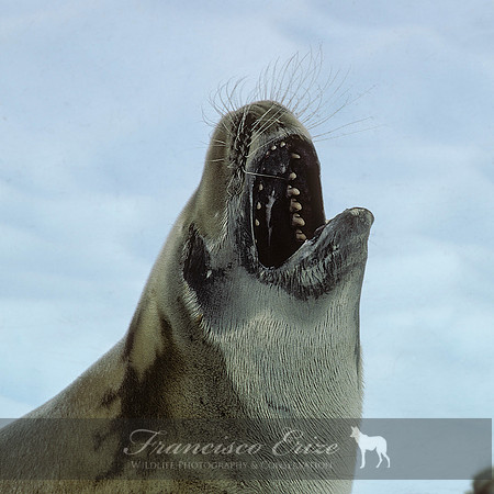 M15 Lobodon carcinophagus – CRABEATER’S SEAL
