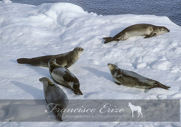 M15 Lobodon carcinophagus – CRABEATER’S SEAL