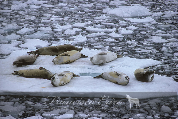 M15 Lobodon carcinophagus – CRABEATER’S SEAL