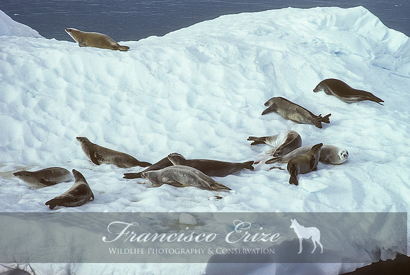 M15 Lobodon carcinophagus – CRABEATER’S SEAL