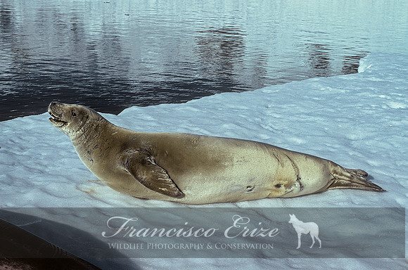 M15 Lobodon carcinophagus – CRABEATER’S SEAL