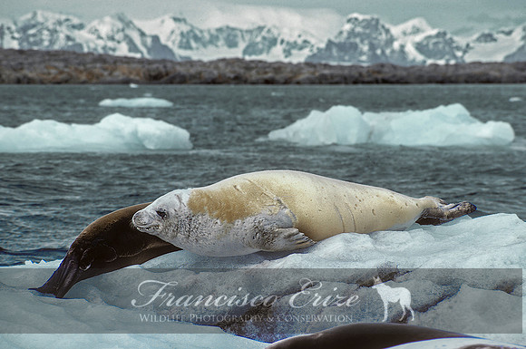 M15 Lobodon carcinophagus – CRABEATER’S SEAL