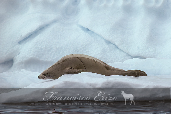 M15 Lobodon carcinophagus – CRABEATER’S SEAL