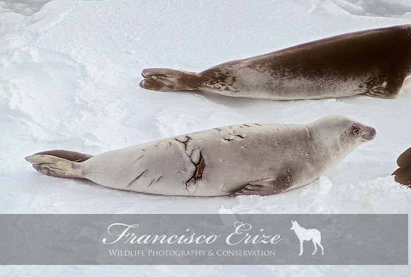 M15 Lobodon carcinophagus – CRABEATER’S SEAL