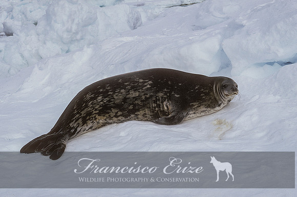 M15 Leptonychotes weddelli – WEDDELL’S SEAL
