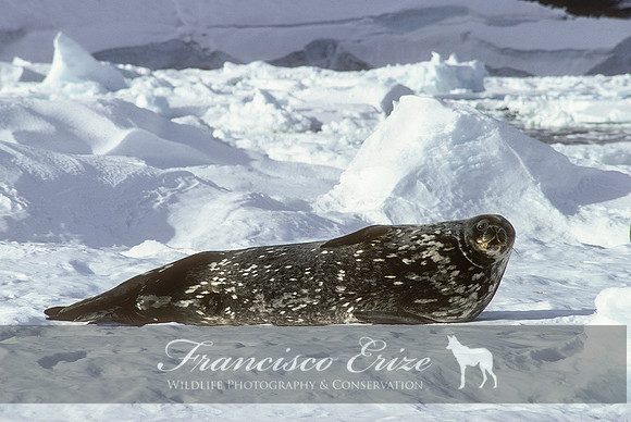 M15 Leptonychotes weddelli – WEDDELL’S SEAL