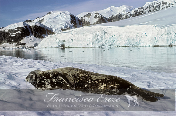 M15 Leptonychotes weddelli – WEDDELL’S SEAL