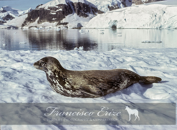 M15 Leptonychotes weddelli – WEDDELL’S SEAL