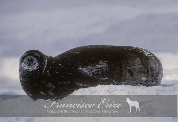 M15 Leptonychotes weddellii – WEDDELL’S SEAL
