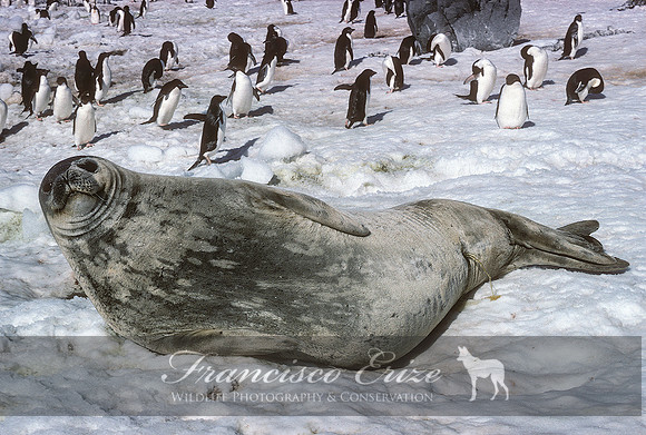 M15 Leptonychotes weddellii – WEDDELL’S SEAL