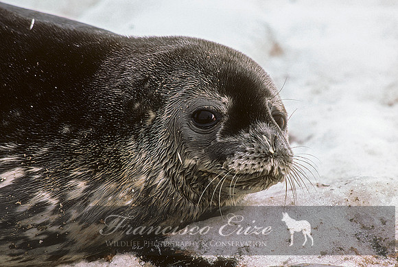 M15 Leptonychotes weddellii – WEDDELL’S SEAL