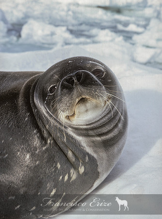 M15 Leptonychotes weddellii – WEDDELL’S SEAL