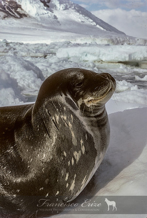 M15 Leptonychotes weddellii – WEDDELL’S SEAL