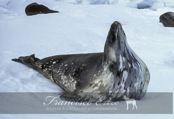 M15 Leptonychotes weddellii – WEDDELL’S SEAL
