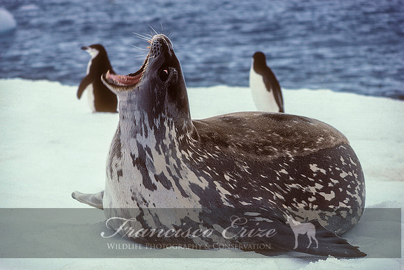 M15 Leptonychotes weddellii – WEDDELL’S SEAL