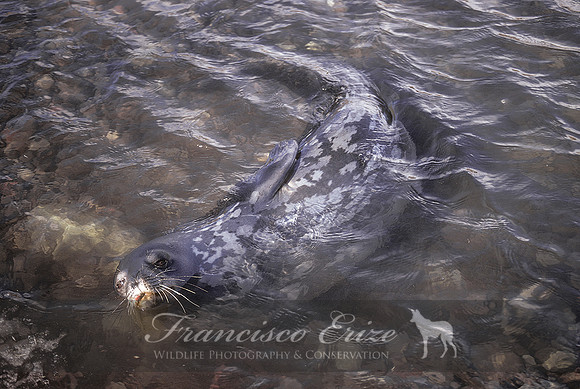 M15 Leptonychotes weddellii – WEDDELL’S SEAL
