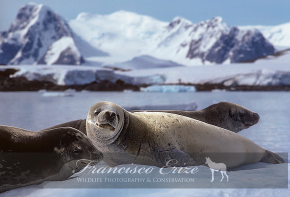 M15 Lobodon carcinophagus – CRABEATER SEAL