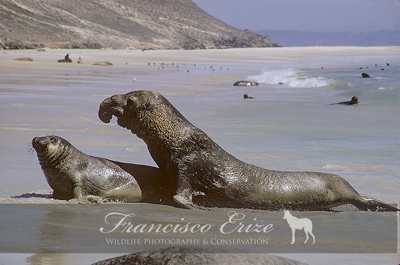 M15 Mirounga angustirostris – NORTHERN ELEPHANT SEAL