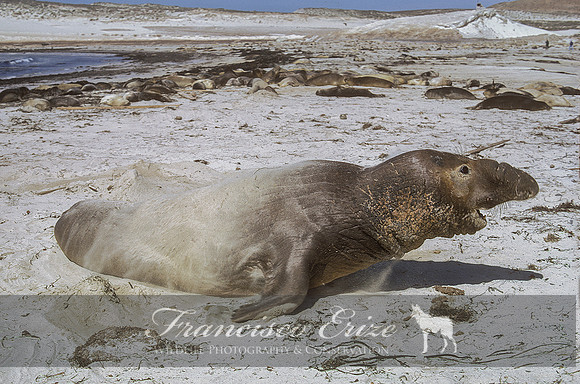 M15 Mirounga angustirostris – NORTHERN ELEPHANT SEAL