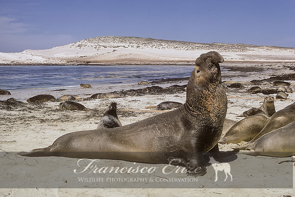 M15 Mirounga angustirostris – NORTHERN ELEPHANT SEAL