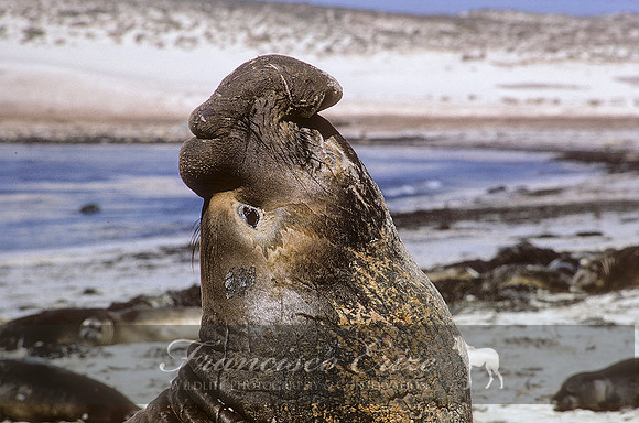 M15 Mirounga angustirostris – NORTHERN ELEPHANT SEAL