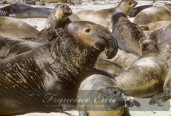 M15 Mirounga angustirostris – NORTHERN ELEPHANT SEAL
